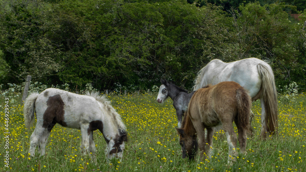 horses in the meadow horses in the meadow