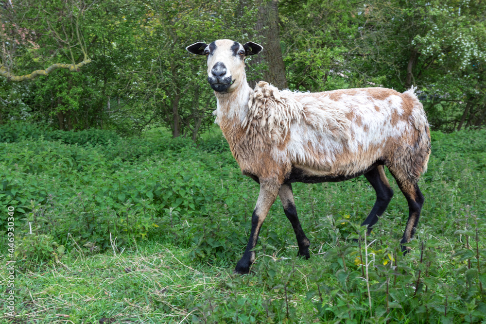 Obraz premium sheep on a meadow (area Veere - Holland)