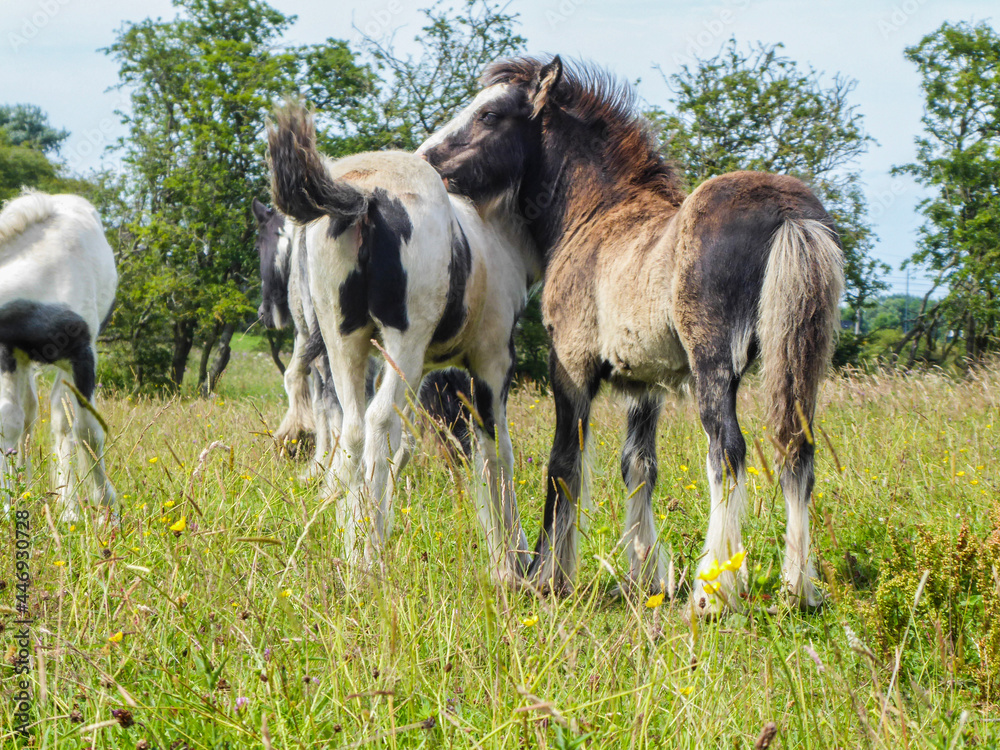 foal and mare foal and mare