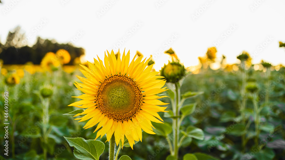 Beautiful panoramic view of a field of sunflowers . Yellow blossom sunflower close up. Beautiful summer landscape with blue sky and flowering field. Rich harvest Concept.