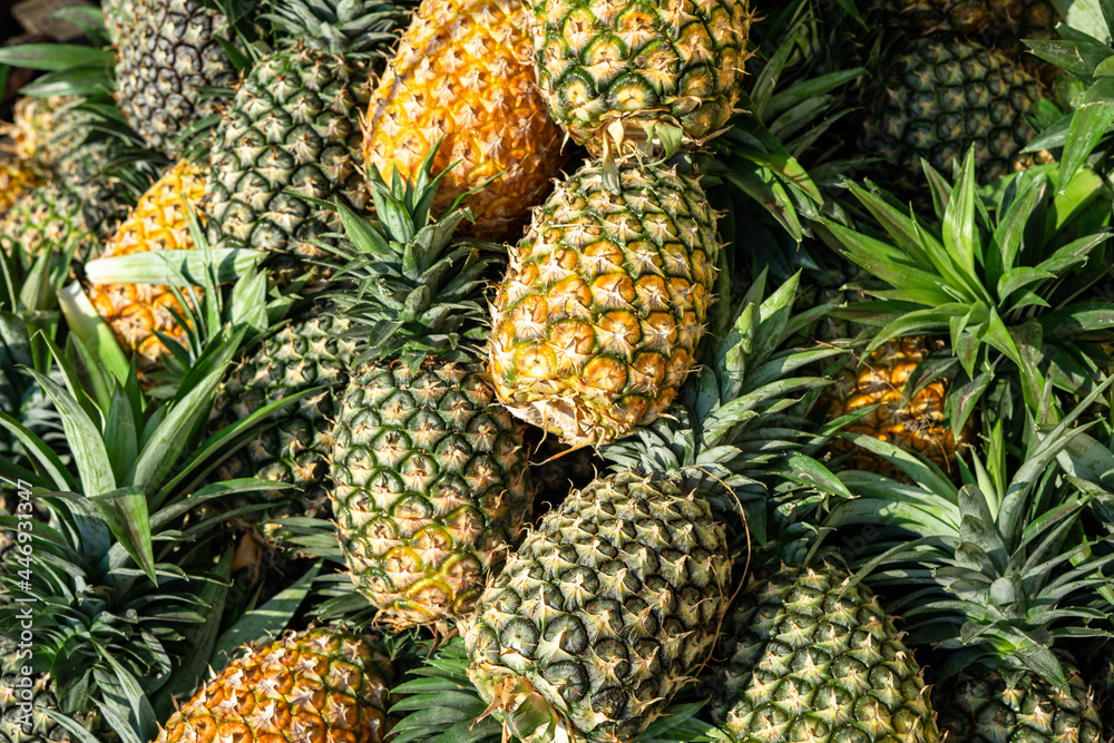 Fresh harvest of juicy pineapple from the farm Fresh harvest of juicy pineapple from the farm