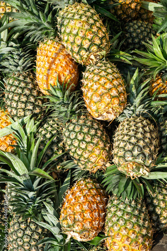 Fresh harvest of juicy pineapple from the farm