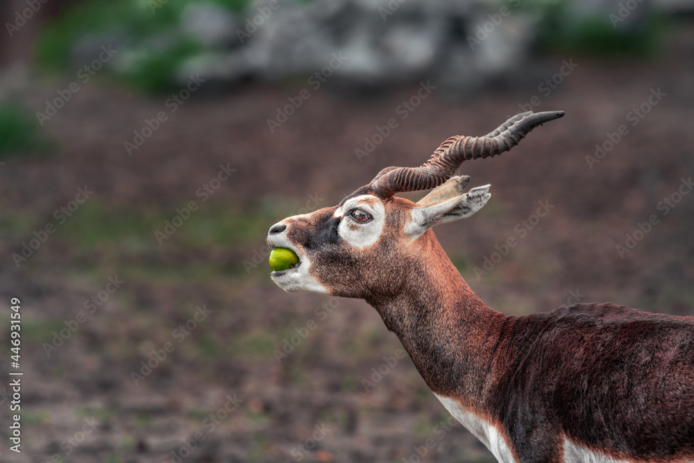 Naklejka premium Eine Antilope mit großen Hörnern frisst einen Apfel