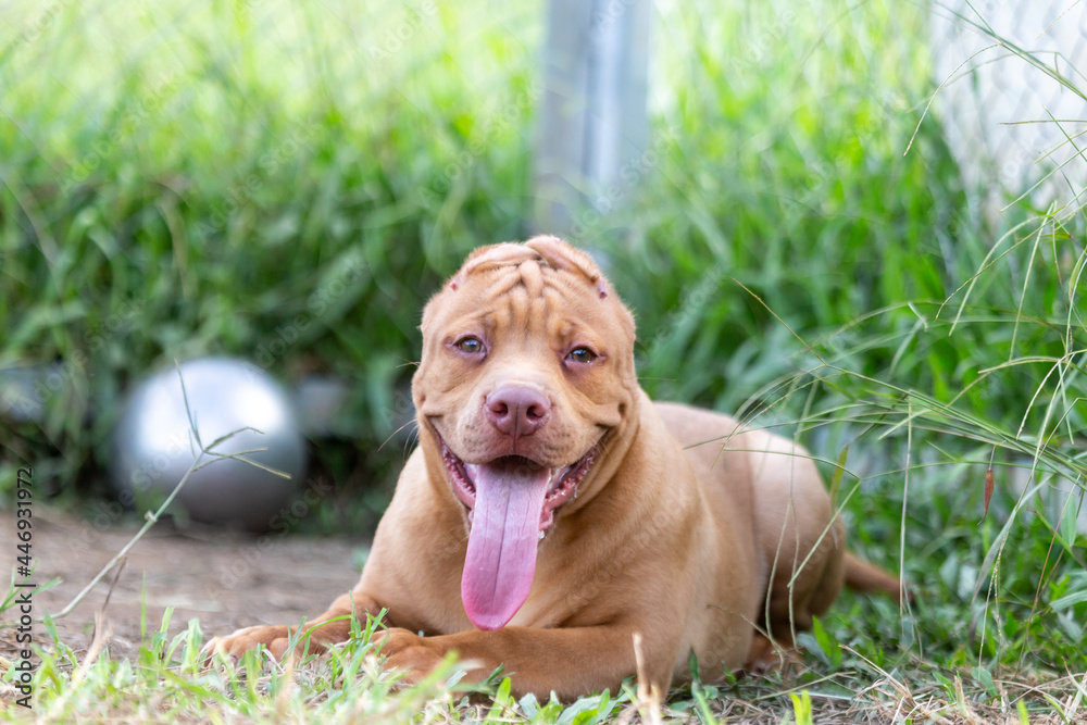 Cute three-month-old pitbull puppy. A young pitbull, a large, completely brown color. Lay in a large cage with a wide lawn. in a dog farm in