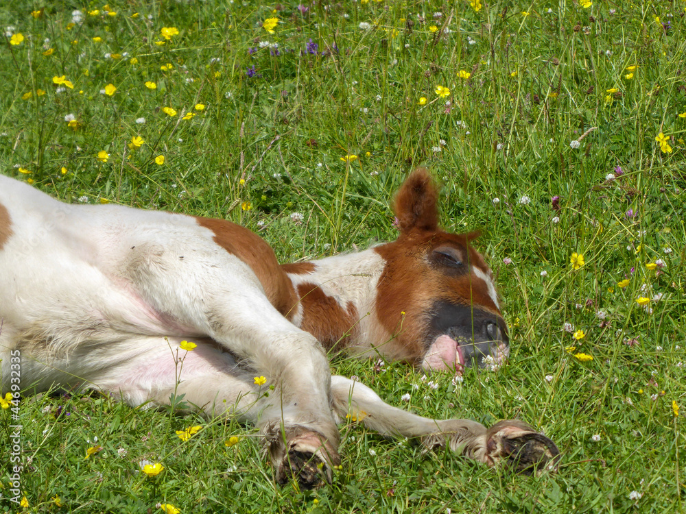 Horses