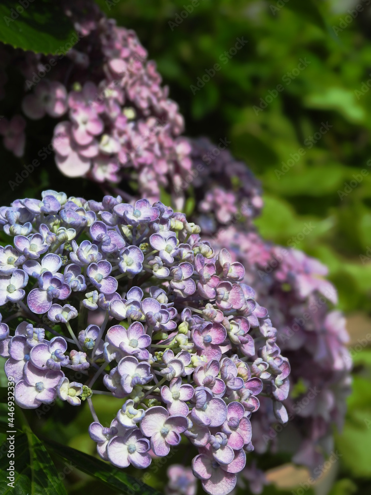 ウズアジサイの花 ウズアジサイの花