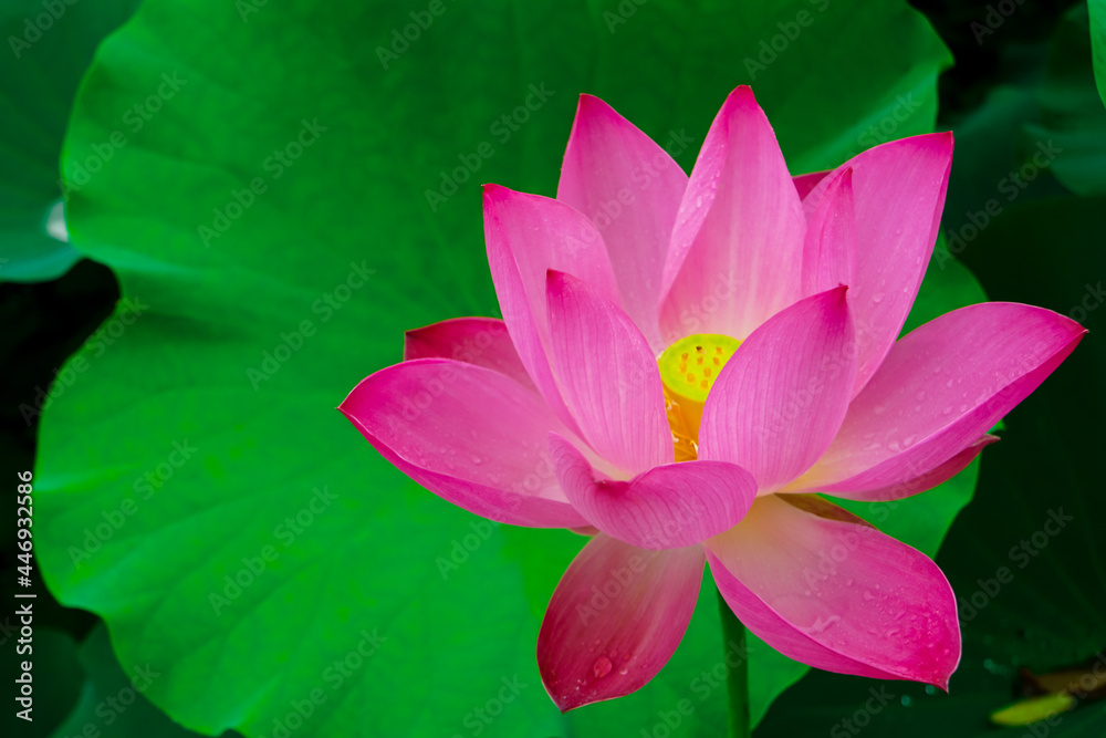 Close-up of big beautiful pink lotus flower or waterlily on the pond. Floral background.