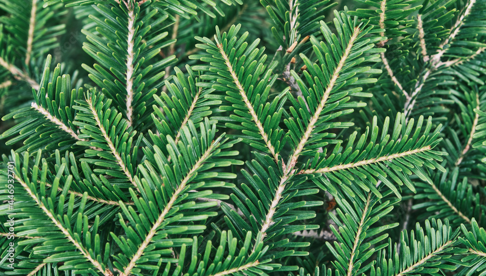 Coniferous branches as plant background.