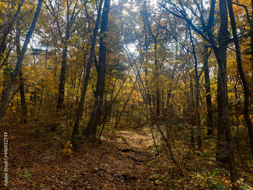 forest in autumn