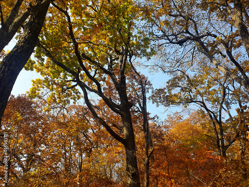 Warm forest in autumn