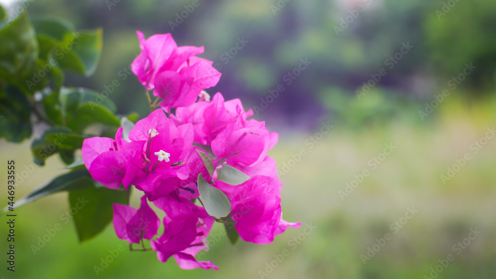 Pink bougainvillea blooming on the tree with a green meadow background Pink bougainvillea blooming on the tree with a green meadow background