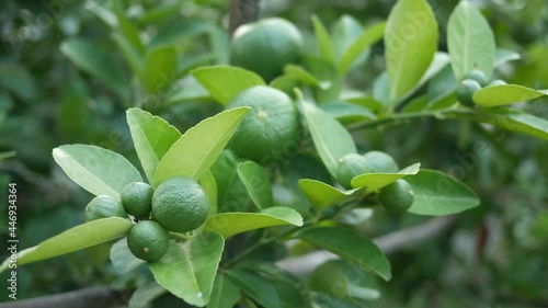 Wallpaper Mural Lime green tree hanging from the branches of it Torontodigital.ca