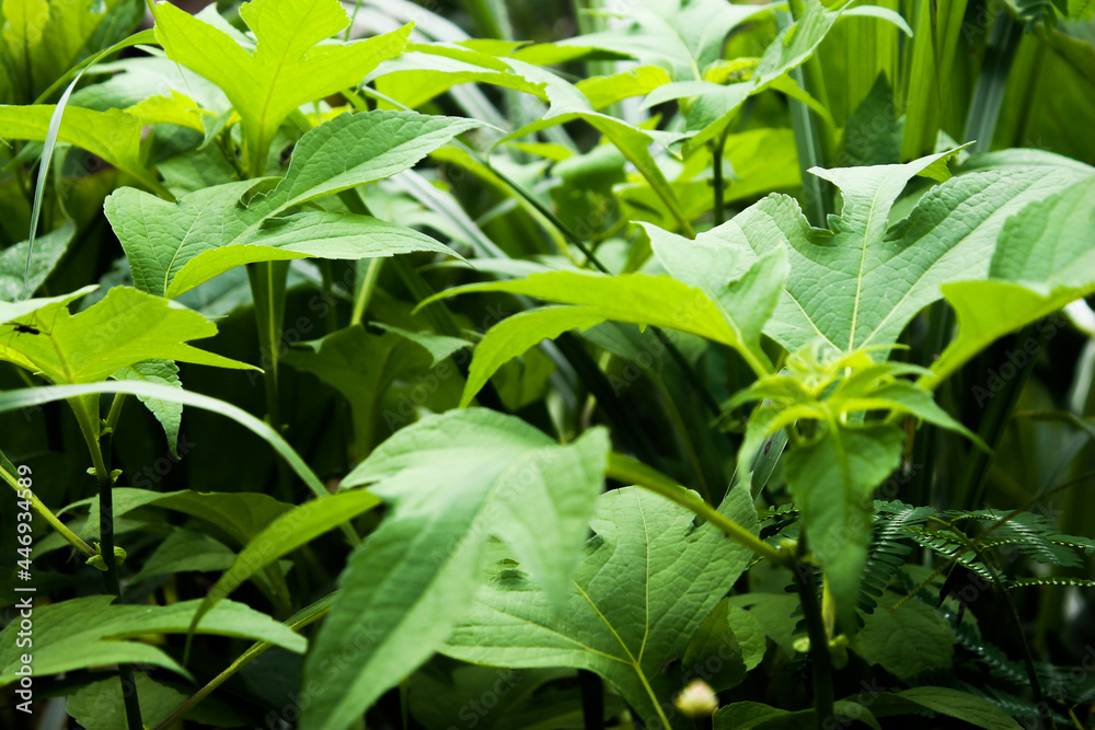 Obraz premium beautyful flowers in the garden