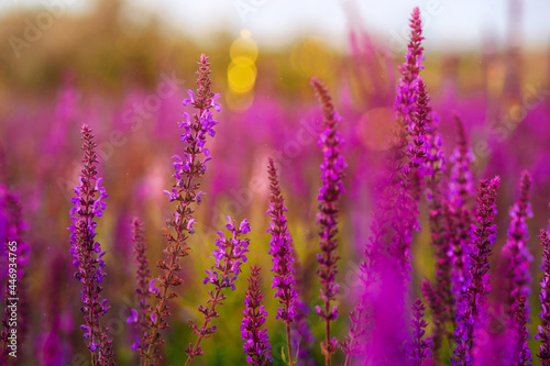 Meadow summer flowers. Purple and lilac colors. Blooming sage. Blooming meadow on a summer sunny day.