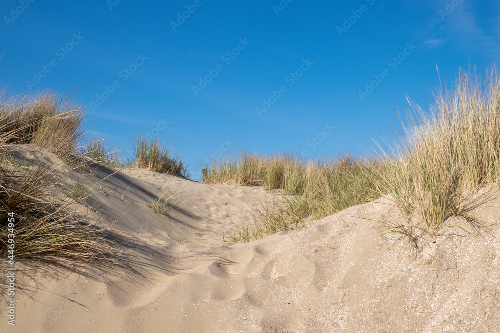 sand dunes on the beach  (Rockanje - Holland)