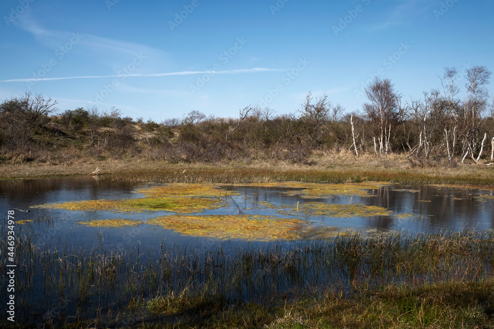 lake in the forest dunes of Rockanje - Holland) lake in the forest dunes of Rockanje - Holland)