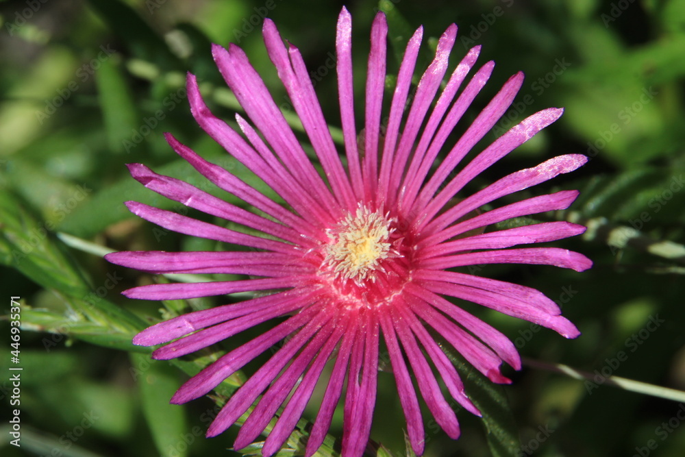Pourpier vivace delosperma rose Pourpier vivace delosperma rose