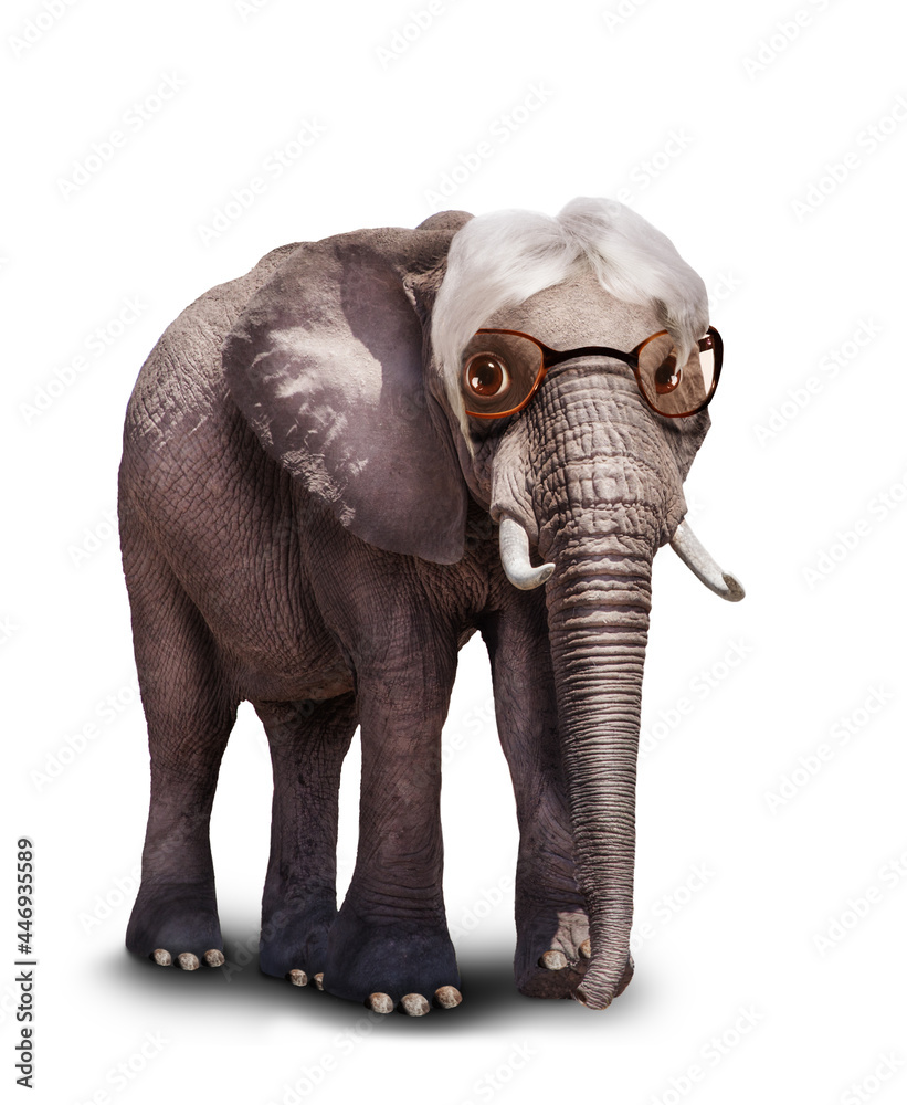 Obraz premium Old senior wise white hair elephant wear glasses