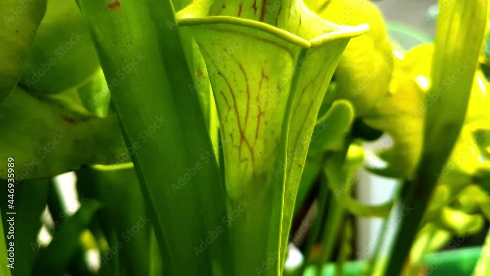 Shadow of a wasp struggling to escape from inside a yellow pitcher plant, also called Sarracenia flava