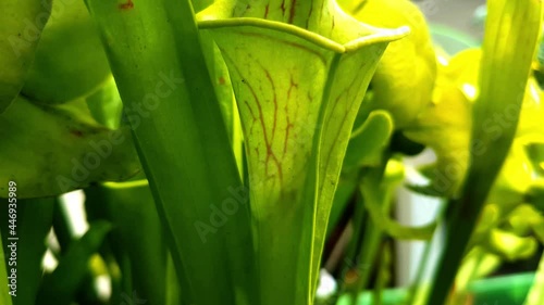 Shadow of a wasp struggling to escape from inside a yellow pitcher plant, also called Sarracenia flava