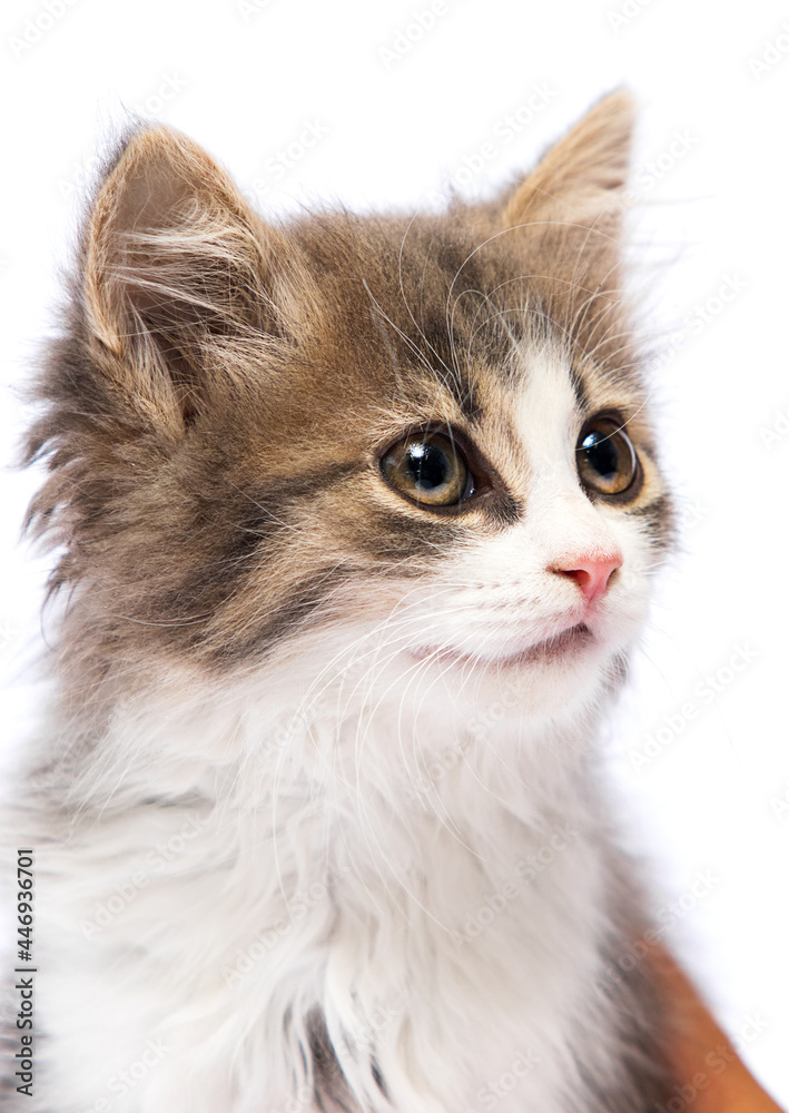 kitten looks sideways on a white background