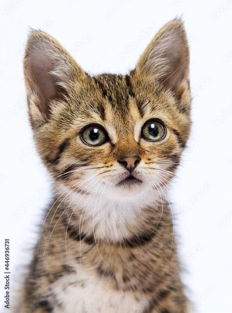 muzzle of a tabby kitten on a white background