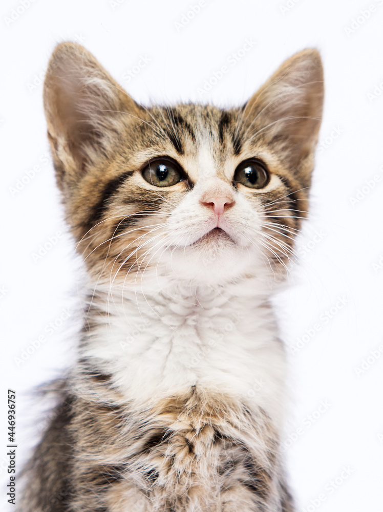 tabby kitten on a white background