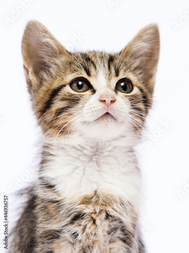 tabby kitten on a white background © Happy monkey