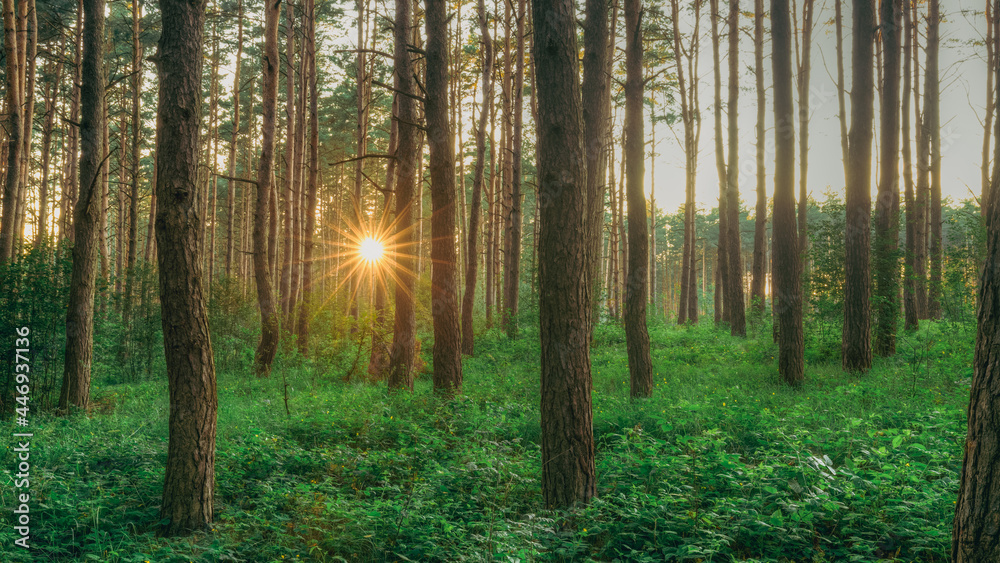 Obraz premium Sunset Sunrise Sun Sunshine Shining Through Pine Trees In Sunny Summer Coniferous Forest. Sunlight Sunrays Through Woods In Greenwood Forest Landscape.
