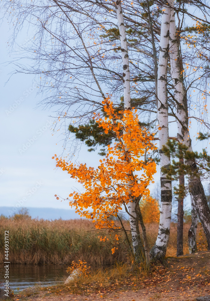 Fototapeta premium White birch with bright yellow leaves on the lake in autumn