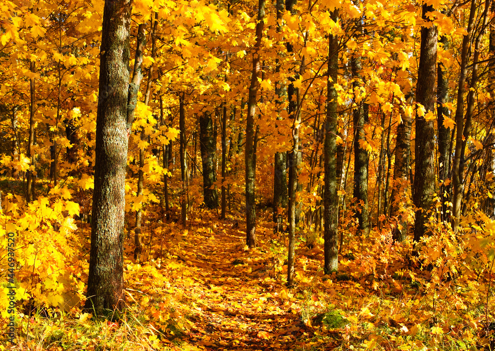 Maple trees in autumn colors Maple trees in autumn colors