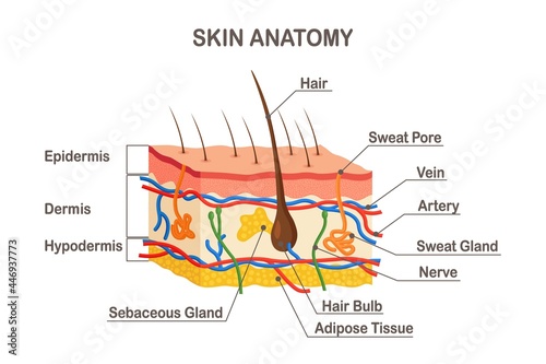 Human Skin Anatomy Layered Epidermis With Hair Bulb Sweat Sebaceous Glands Artery Nerve Veins photo