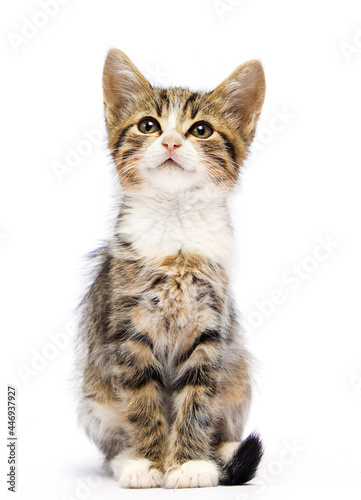 tabby kitten sitting on a white background