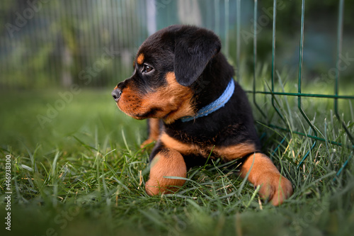 rottweiler puppy in a collar restingoutdoors in a kennel
