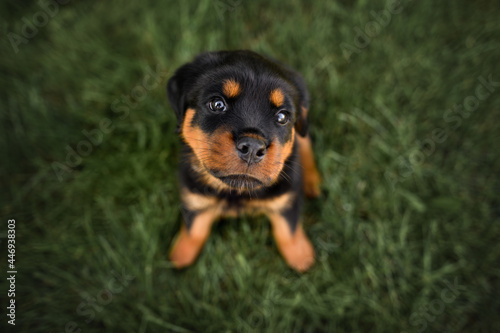 rottweiler puppy sitting on grass and looking up, top view portrait