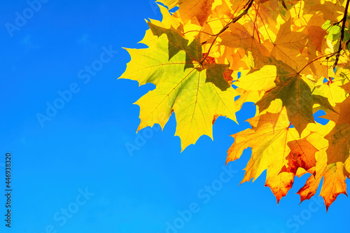 Beautiful, bright colorful autumn maple leaves in orange, red, burgundy tones against the blue sky