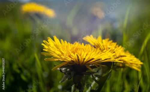 Dandelion Paardenbloem photo