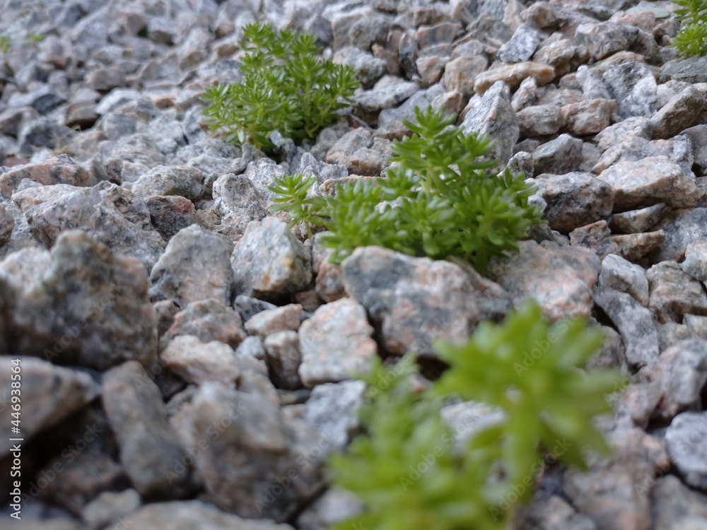 moss on stone moss on stone