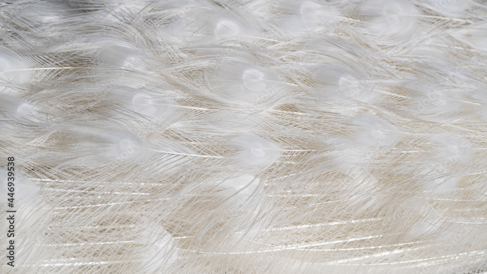 Obraz premium White peacock tail feathers close up background