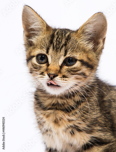 kitten licks its lips on a white background © Happy monkey