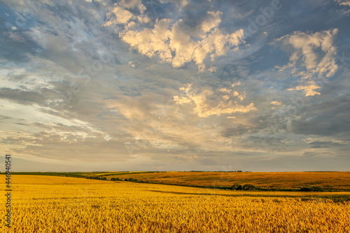Wide wheat field landscape with sky in clouds. Authentic farm series.