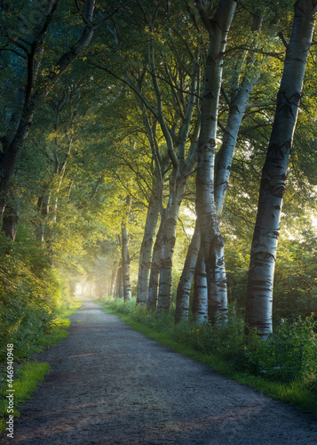 Early morning soft sunlight in a beautiful path lined by poplar trees