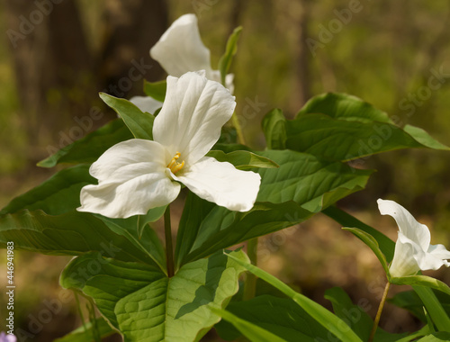 Delicate white Birthroots in daylight photo