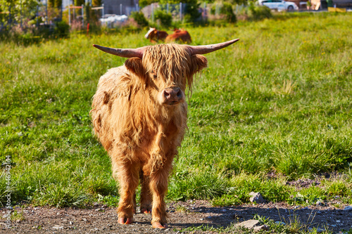 Highland cattle in Rheintal valley photo