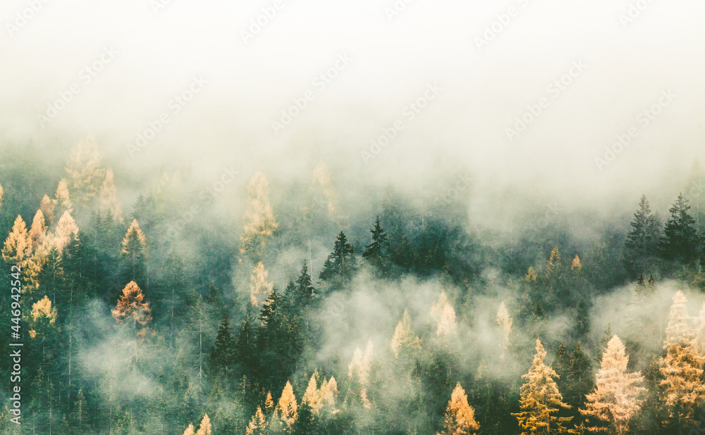 autumn nature background forest in fog autumn nature background forest in fog