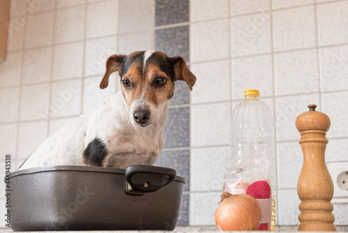Small Cheeky cute Jack Russell terrier dog sits in a frying pan. A hot dog so to speak. © Karoline Thalhofer