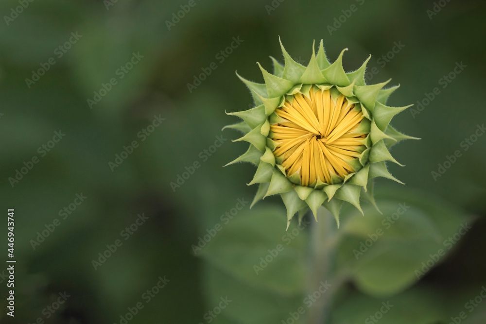 Simple green and yellow sunflower bud close-up macro unopened details Simple green and yellow sunflower bud close-up macro unopened details