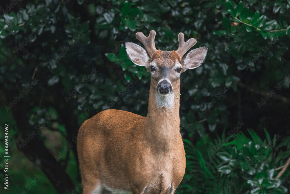 Alert young male deer developing antlers munches flowers Alert young male deer developing antlers munches flowers