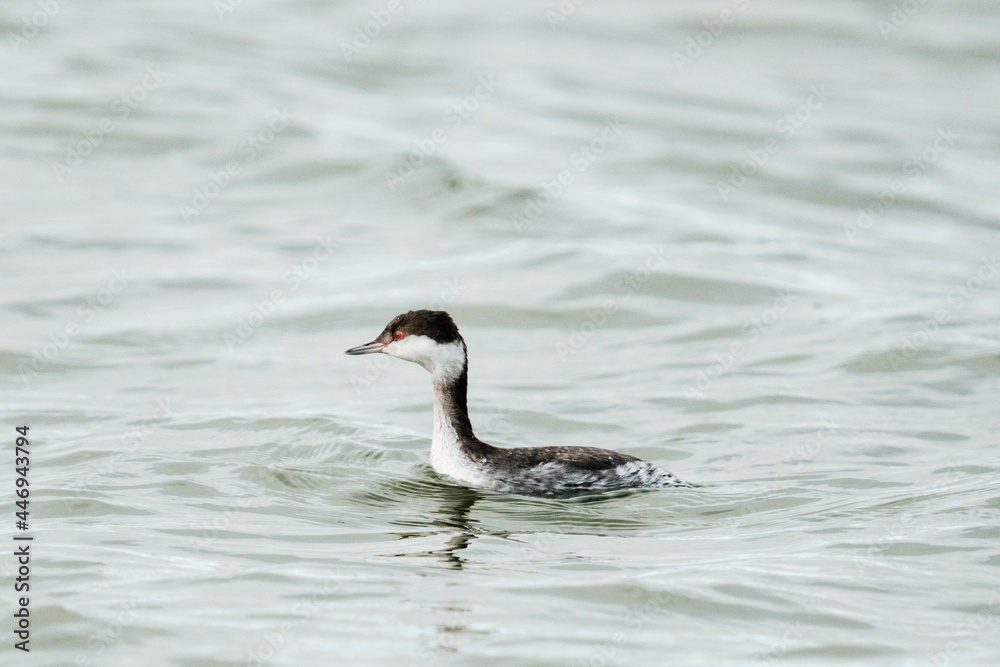 Side view of a Horned Grebe swimming on Puget Sound