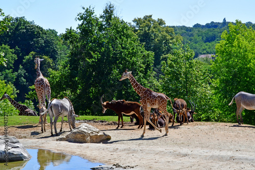 Saint Aignan; France - july 12 2020 : the zoo park of Beauval